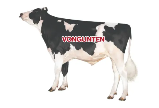 รูปภาพของ น้ำเชื้อโค  VONGUNTEN 7HO16127