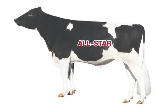 รูปภาพของ น้ำเชื้อโค ALLSTAR 250HO13449
