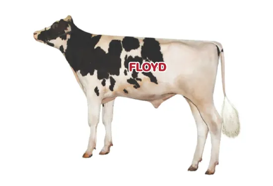 รูปภาพของ น้ำเชื้อโค FLOYD 25HO14957