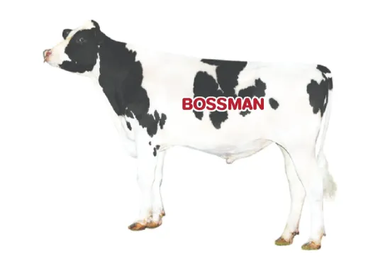 รูปภาพของ น้ำเชื้อโค BOSSMAN 250HO15656