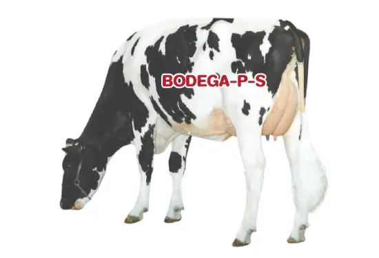 รูปภาพของ น้ำเชื้อโค BODEGA-P-S 9HO16338