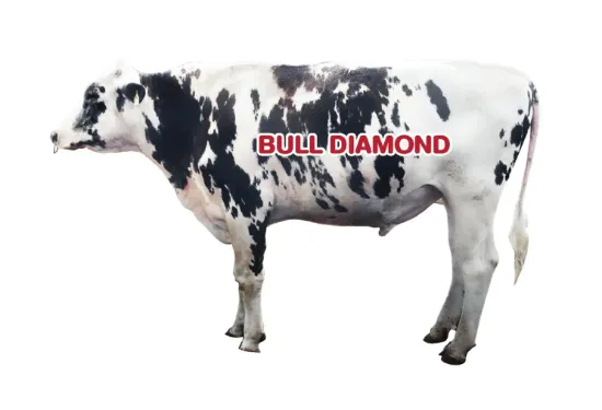 รูปภาพของ น้ำเชื้อโค Bull Diamond M479